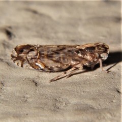 Nymphocixia caribbea