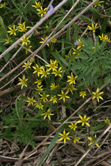 Gagea granulosa