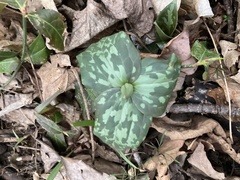 Trillium cuneatum
