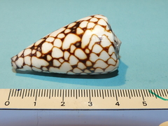 Conus bandanus