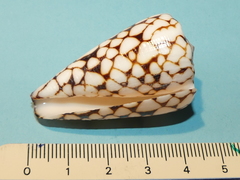 Conus bandanus