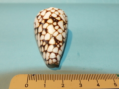 Conus bandanus