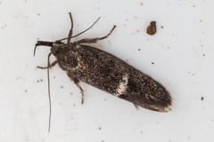 Leistomorpha brontoscopa