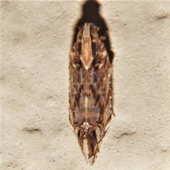 Nymphocixia caribbea