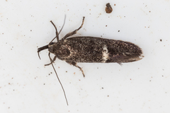 Leistomorpha brontoscopa