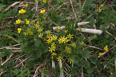 Gagea granulosa