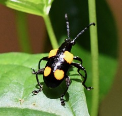 Lilioceris quadripustulata