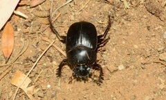 Escarabaeus satyrus