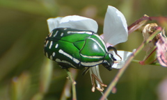 Rhabdotis semipunctata