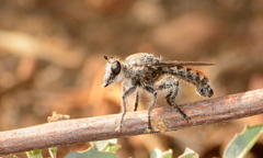 Stiphrolamyra diaxantha