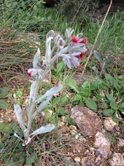 Cynoglossum cheirifolium