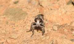 Stiphrolamyra diaxantha