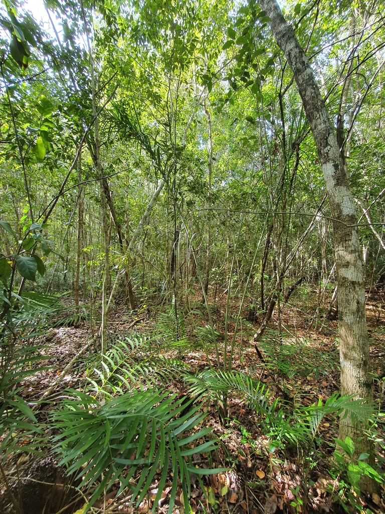 Pseudophoenix sargentii, Dominican Republic