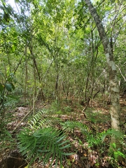 Pseudophoenix vinifera