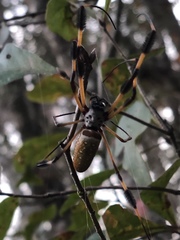 Trichonephila clavipes image