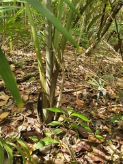 Pseudophoenix vinifera