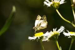 Heliopetes omrina
