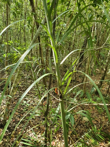 Pseudophoenix sargentii