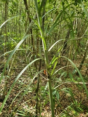 Pseudophoenix vinifera