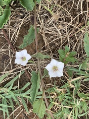 Convolvulus sagittatus