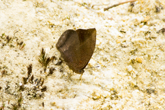 Godartiana muscosa