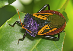 Oncomeris flavicornis