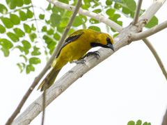 Icterus nigrogularis