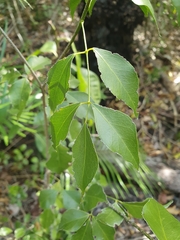 Amyris elemifera