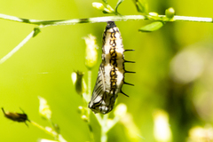 Actinote surima surima