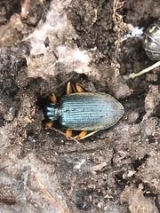 Chlaenius solitarius