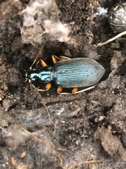 Chlaenius solitarius