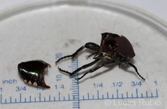 Allorrhina cornifrons