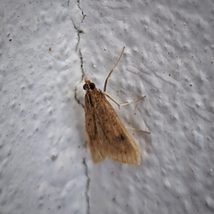 Udea azorensis