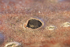 Prosthecium pyriforme