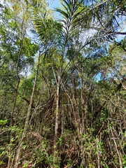 Pseudophoenix vinifera