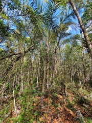 Pseudophoenix vinifera