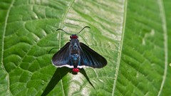 Pyrrhopygini