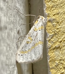 Philtraea paucimacula