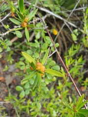 Beach Naupaka (Ernodea littoralis)