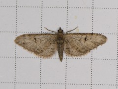 Eupithecia bolterii