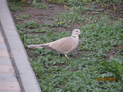 Streptopelia decaocto