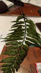 Asplenium wrightii