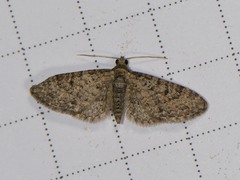 Eupithecia jejunata