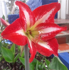 Hippeastrum striatum