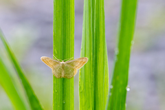 Idaea pallidata