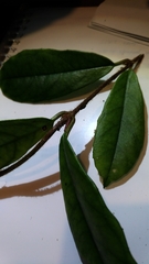 Hydrangea integrifolia