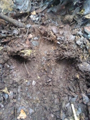 Tapirus terrestris