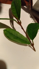 Hydrangea integrifolia