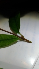 Hydrangea integrifolia