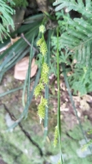 Carex sociata